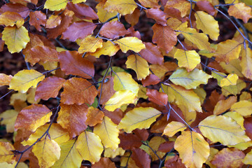 Macro image of Beech leaves in Autumn, Derbyshire, England
