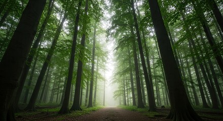 Obraz premium A serene and lush temperate forest with tall trees reaching towards the sky, bathed in soft dappled sunlight creating a tranquil woodland scene ,forest ,tall ,spring