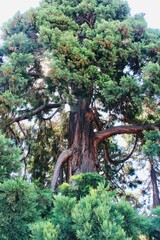 tree in the park, mighty old growth
