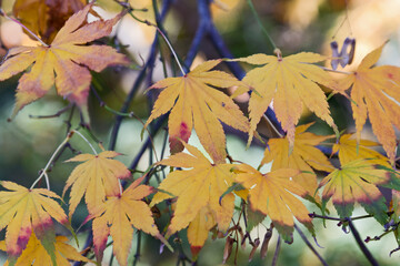 herbstliche Bl&auml;tter des handbl&auml;ttrigen Ahornbaumes