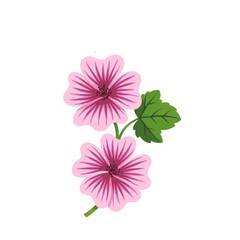 Mallow flowers in a graceful side view, with layered petals, bold outlines, and vibrant color contrasts against a clean white background.