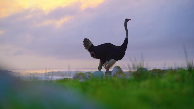 Purple sunset, African ostriches defecate on the shore after eating their fill.