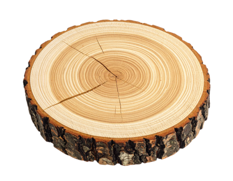 cross section of tree stump
cross section of tree trunk
cross section of tree stump isolated