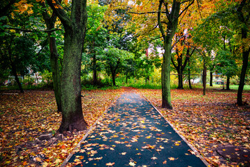 A road through an autumn park with yellow leaves. A path in a park with fallen leaves in autumn