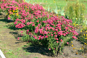 Autumn aster bushes grow along the road