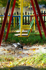 Empty colorful swings in the park and a crow drinking water underneath them