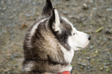 A dog with a red collar is standing on a rocky surface