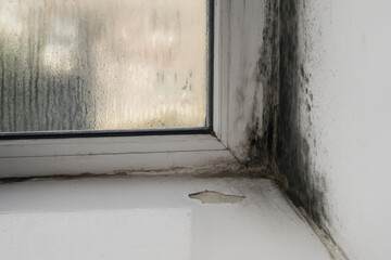 Black Mold On Wall Below Condensation Window