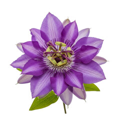 Purple Passion Flower with Green Leaves isolated on a transparent background