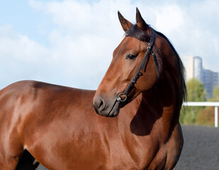 Horse. Portrait. Close-up. A thoroughbred horse of the Oryol Trotter breed. Harness racing. Trotting horse race