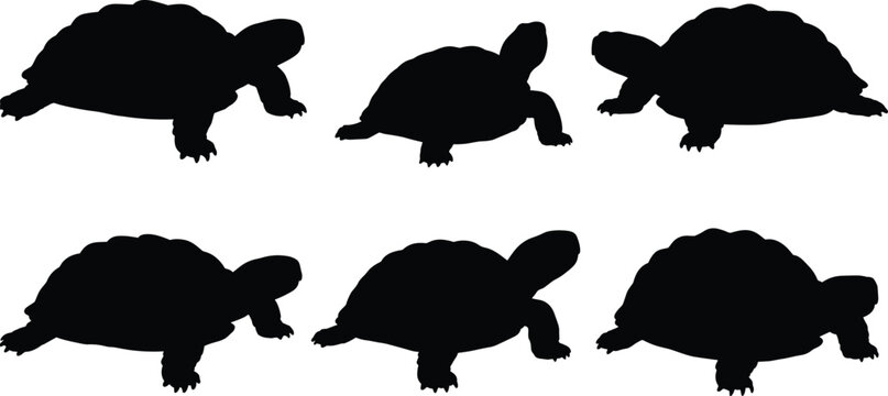 Tortoise silhouette vector set, black turtle icons, reptile animal poses, wildlife clipart, pet tortoise shapes, editable flat illustration