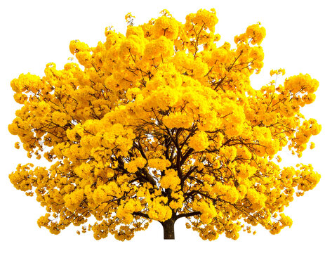 bee on flower
bee on yellow flower
yellow flowers on white - Powered by Adobe