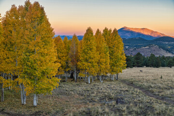 Autumn Aspen in Arizona