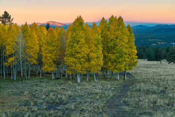 Autumn Aspen in Arizona
