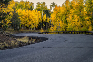 Autumn Aspen in Arizona