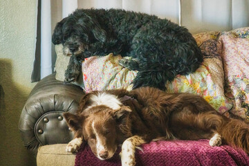 Pair of dogs asleep on a couch