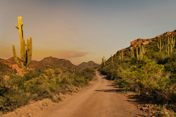 Saguaro in the Desert