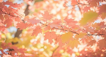 Pastel autumn leaves glowing in the soft morning sunlight.