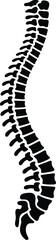 Human spine anatomy vector illustration in black and white detail