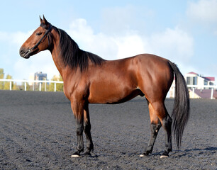 Horse. A thoroughbred horse of the Oryol Trotter breed. Harness racing. Trotting horse race. Side view. In full growth