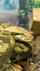Fototapeta premium A close-up showcases a coiled reptile, its head raised and focused. The serpent's patterned skin is earthy tones. A wooden block is visible