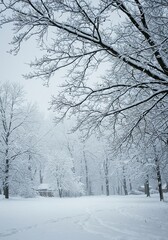 Obraz premium A tranquil, muted winter scene featuring freshly fallen snow covering bare branches and a serene, silent landscape under a soft light ,dormant ,still life ,snow