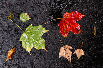 Colorful, wet fallen red and green maple leaves on a sidewalk following an Autumn rainstorm in Toronto, Ontario, Canada.