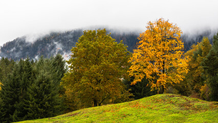 Fototapeta premium Arbres en Automne 