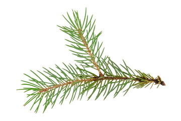colorful Christmas green spruce branch.