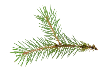 colorful Christmas green spruce branch.