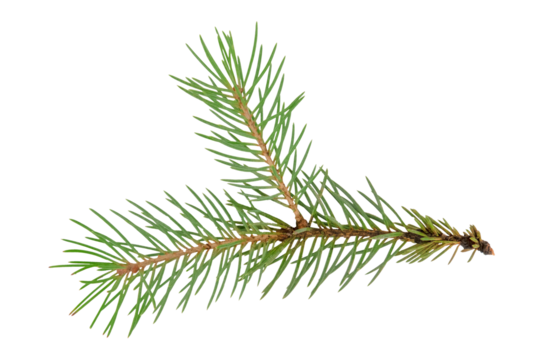 colorful Christmas green spruce branch.