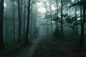 Obraz premium Hiking trail in a foggy mountain forest.