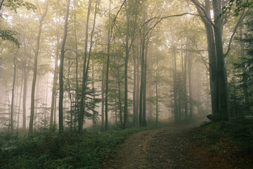 Obraz premium Hiking trail in a foggy mountain forest.