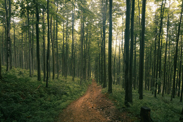 Obraz premium Hiking trail in the misty mountain forest.