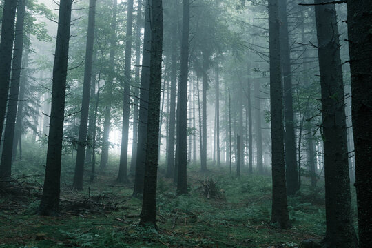 Misty mountain forest.