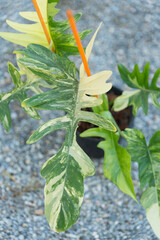 Closeup to Fresh leaf of philodendron florida beauty x mayoi  