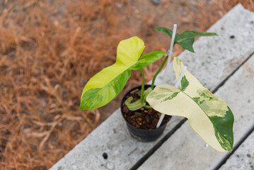  Philodendron Florida beauty x paraiso verde on ground 
