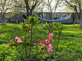 Fototapeta premium Pink rhododendron flowers and a hammock in the garden