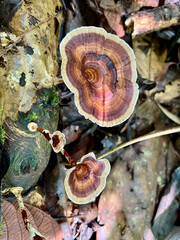 Borneo - wild mushroom