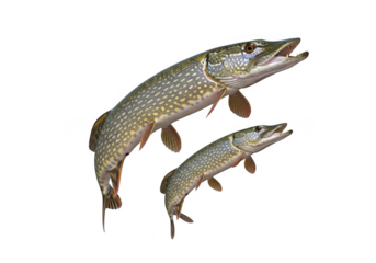 Two northern pike fish swimming, one larger than the other, isolated on transparent background