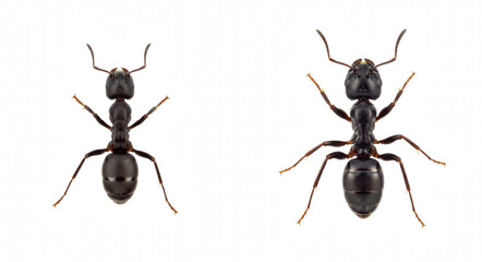 Black Ant Insects, Macro Photography of Ants, Wildlife Nature Study, Entomology Research Image