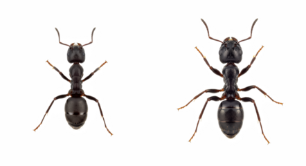 Black Ant Insects, Macro Photography of Ants, Wildlife Nature Study, Entomology Research Image