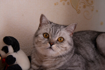 The muzzle of a beautiful gray British cat with amber eyes close-up.
