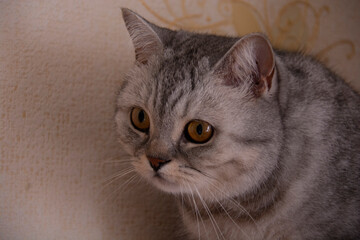 The muzzle of a beautiful gray British cat with amber eyes close-up.