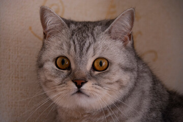 The muzzle of a beautiful gray British cat with amber eyes close-up.
