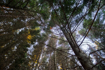 immerso nella pineta