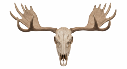 Rustic Moose Skull Wall Mount Antler Decor