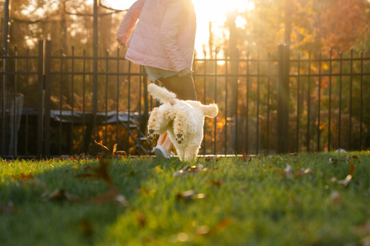 Child walking poodle puppy into warm sunset light