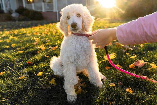 Child training poodle puppy with pink leash in warm evening light