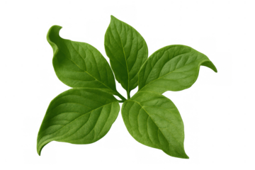 Fresh green plant sprig with multiple leaves depicting nature, growth, and organic beauty on transparent background